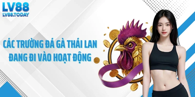 Các trường đá gà Thái Lan đang đi vào hoạt động