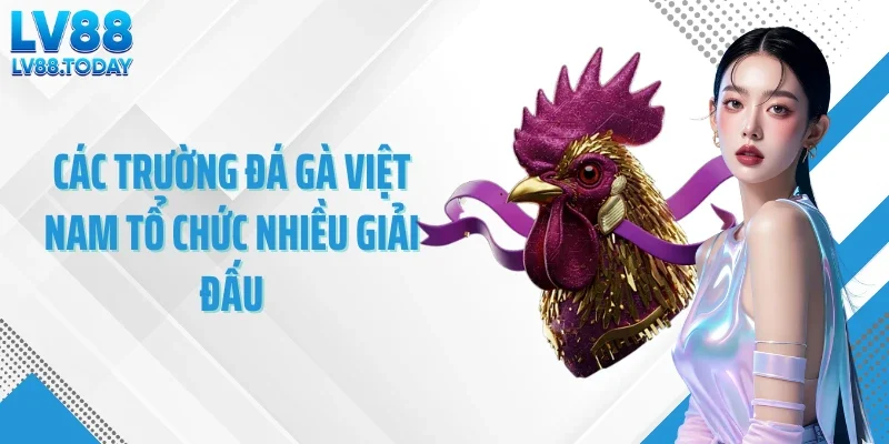 Các trường đá gà Việt Nam tổ chức nhiều giải đấu