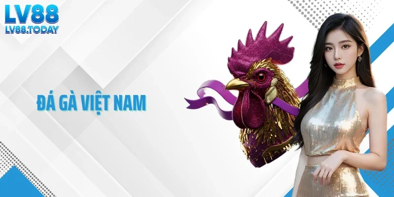 Đá Gà Việt Nam - Những Trường Gà Mang Dấu Ấn Truyền Thống